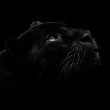 Black_Lou