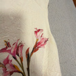 Платье • Dolce & Gabbana • Розовый