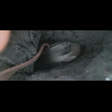 Полусапожки • Uterqüe • Бордовый